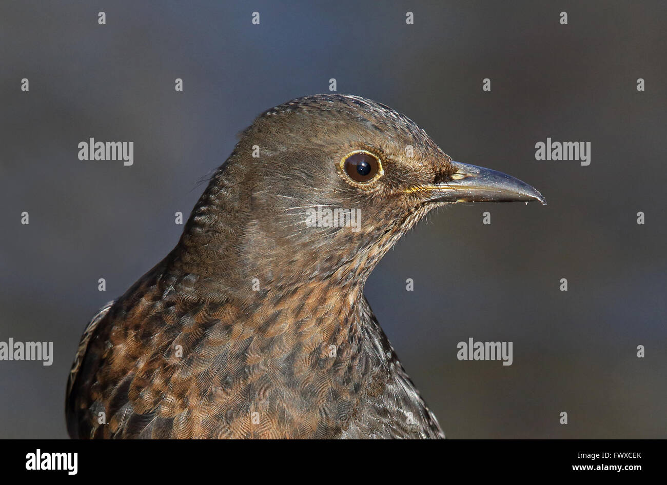 Blackbird Weibchen, Portrait Stockfoto