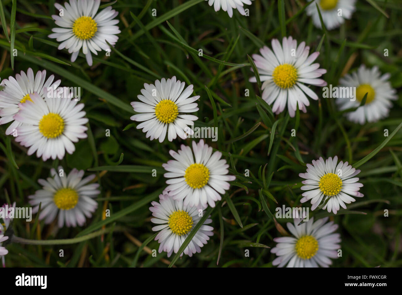Gänseblümchen in Wiese - White Daisy Blume Makro Stockfoto