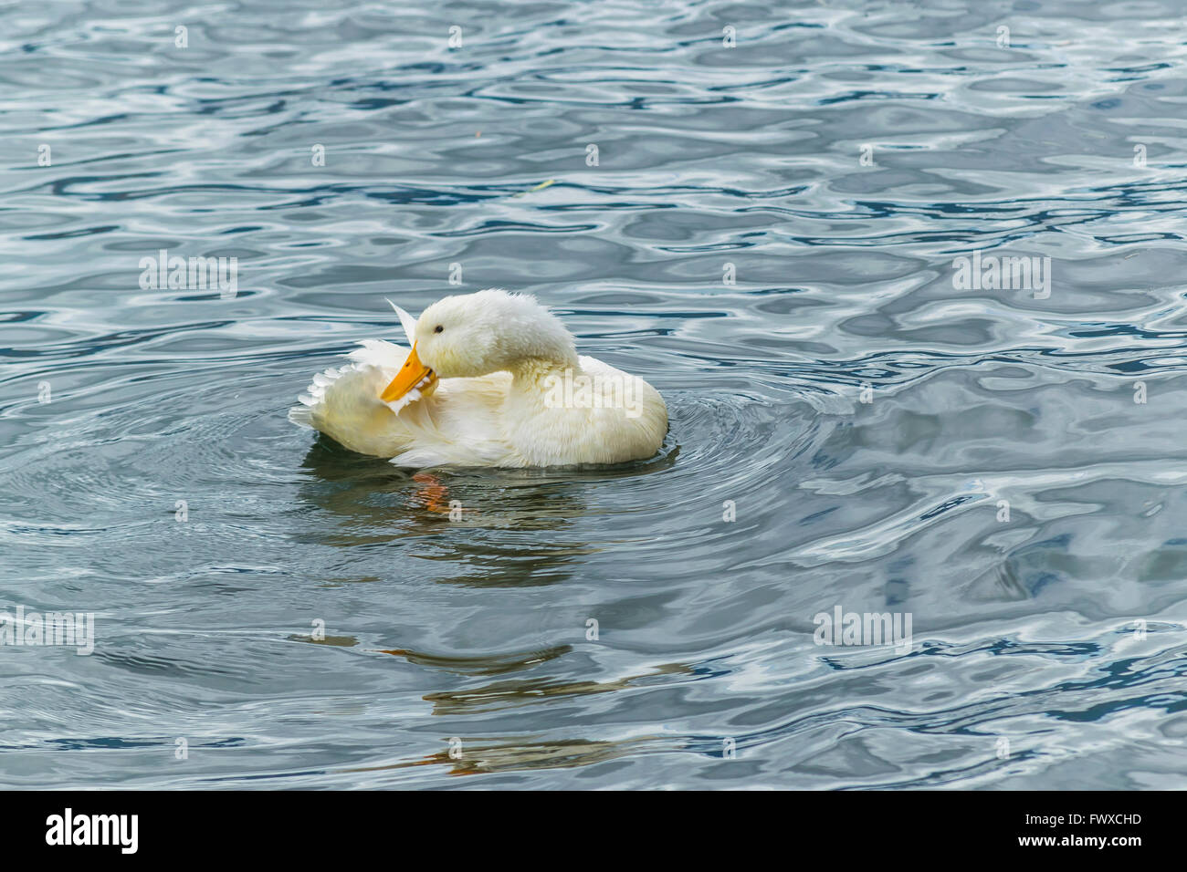 Einsame weiße Ente putzen am See in San Pablo See, Imbabura, Ecuador Stockfoto