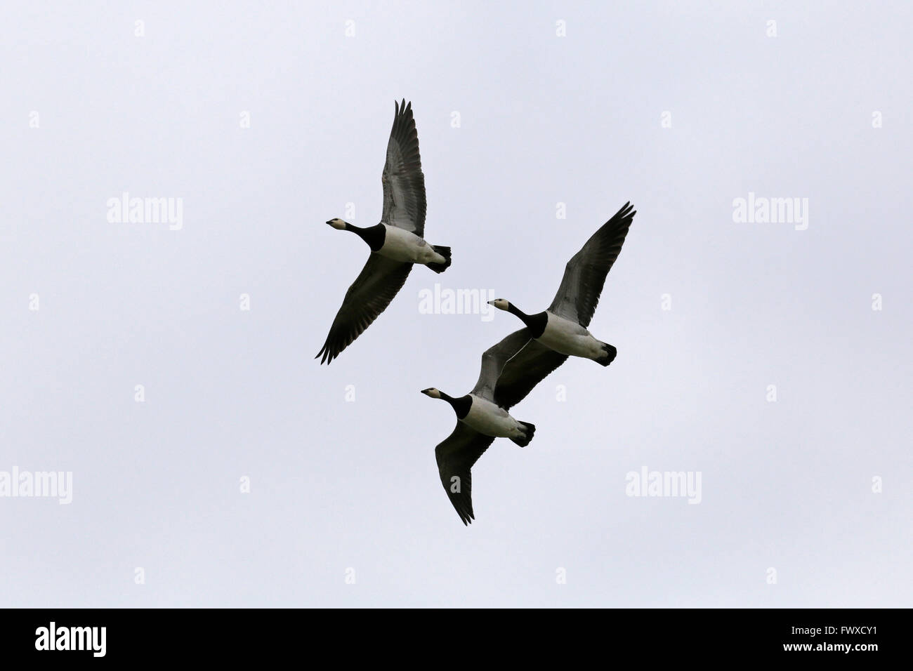 fliegen Brants, Pilsum, Ostfriesland, Niedersachsen, Deutschland Stockfoto