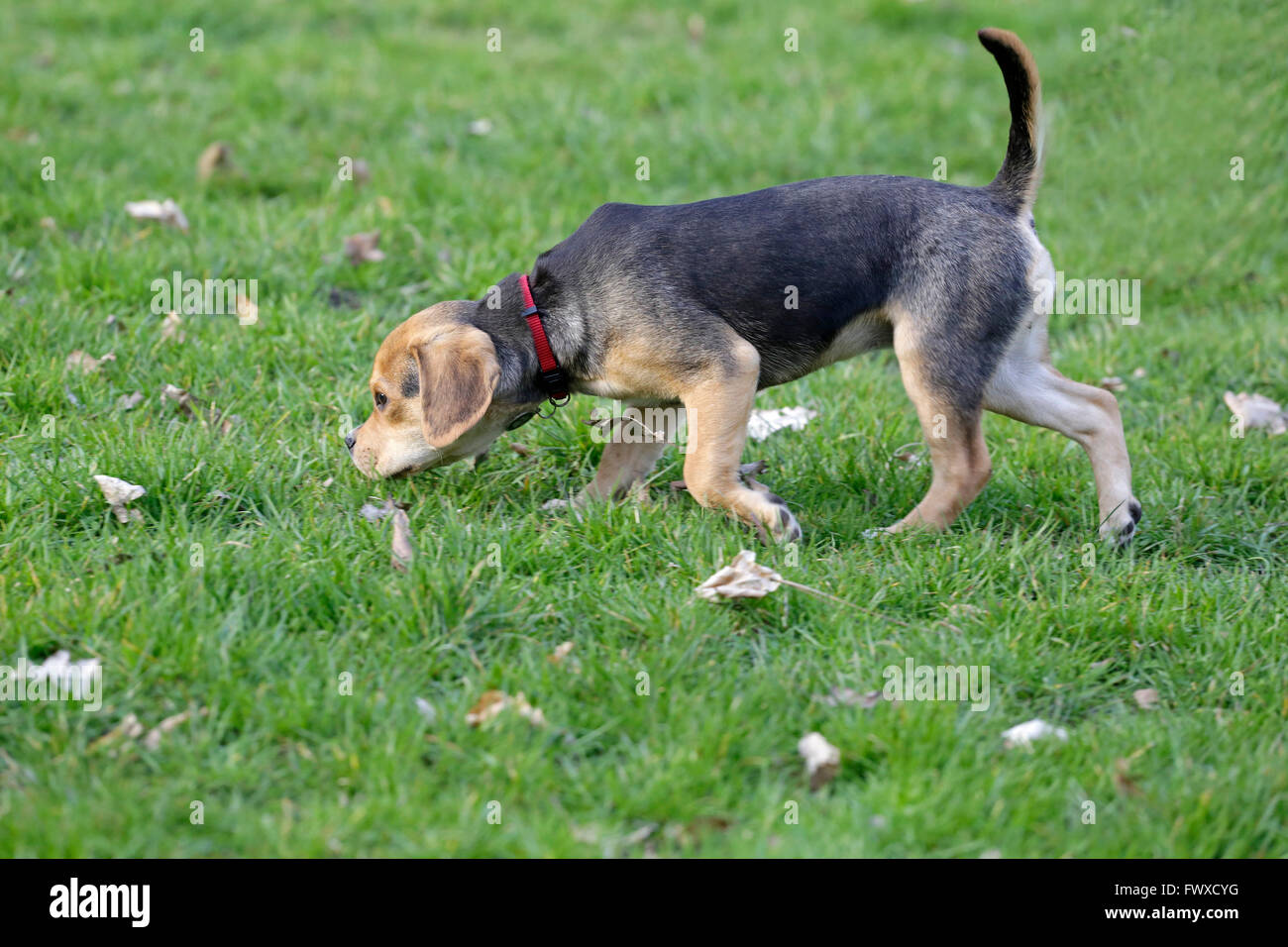 Mops beagle Fotos und Bildmaterial in hoher Auflösung Alamy