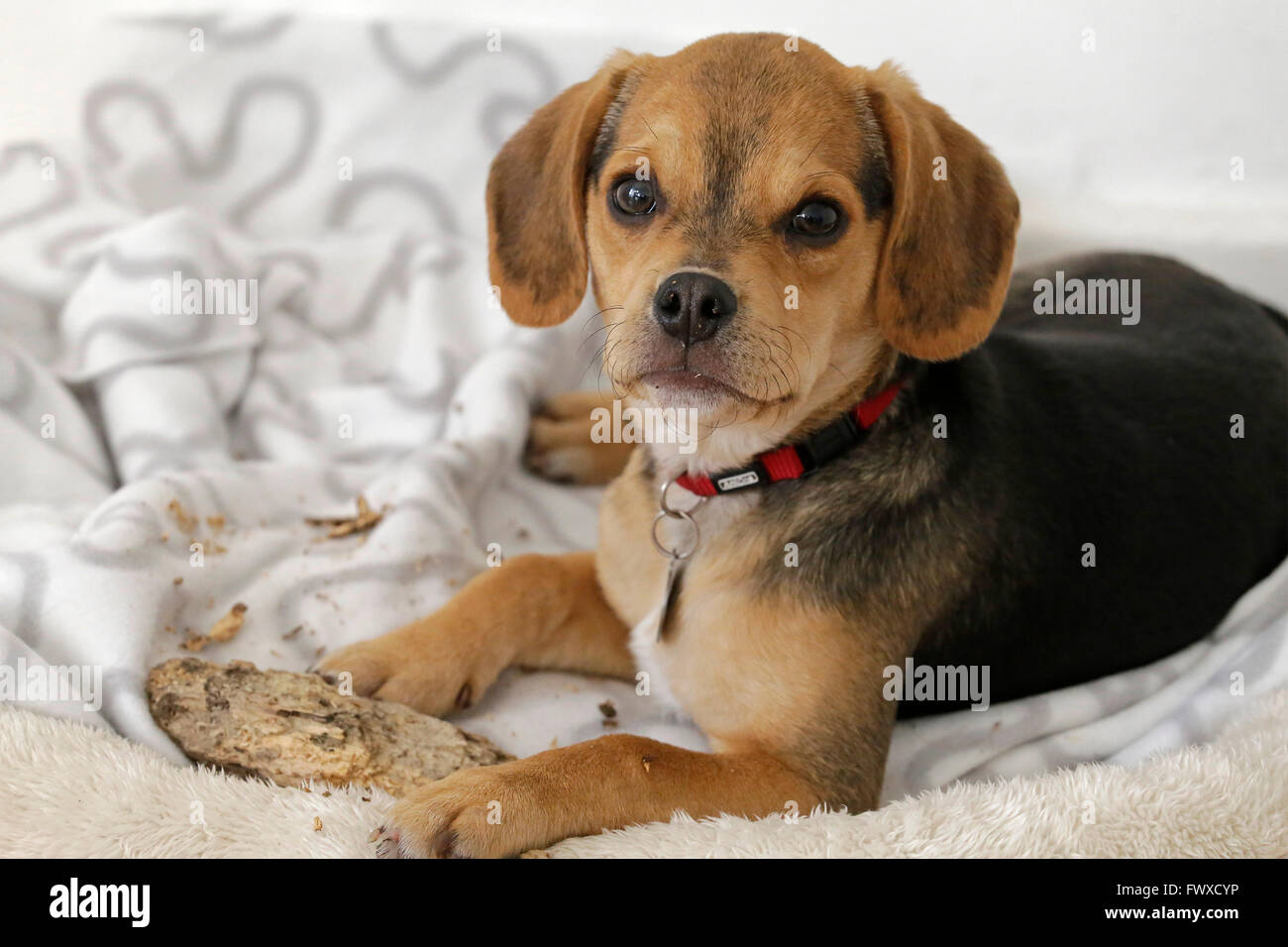 junge Beagle-Mops-Mischling ('Puggle´ Stockfotografie - Alamy
