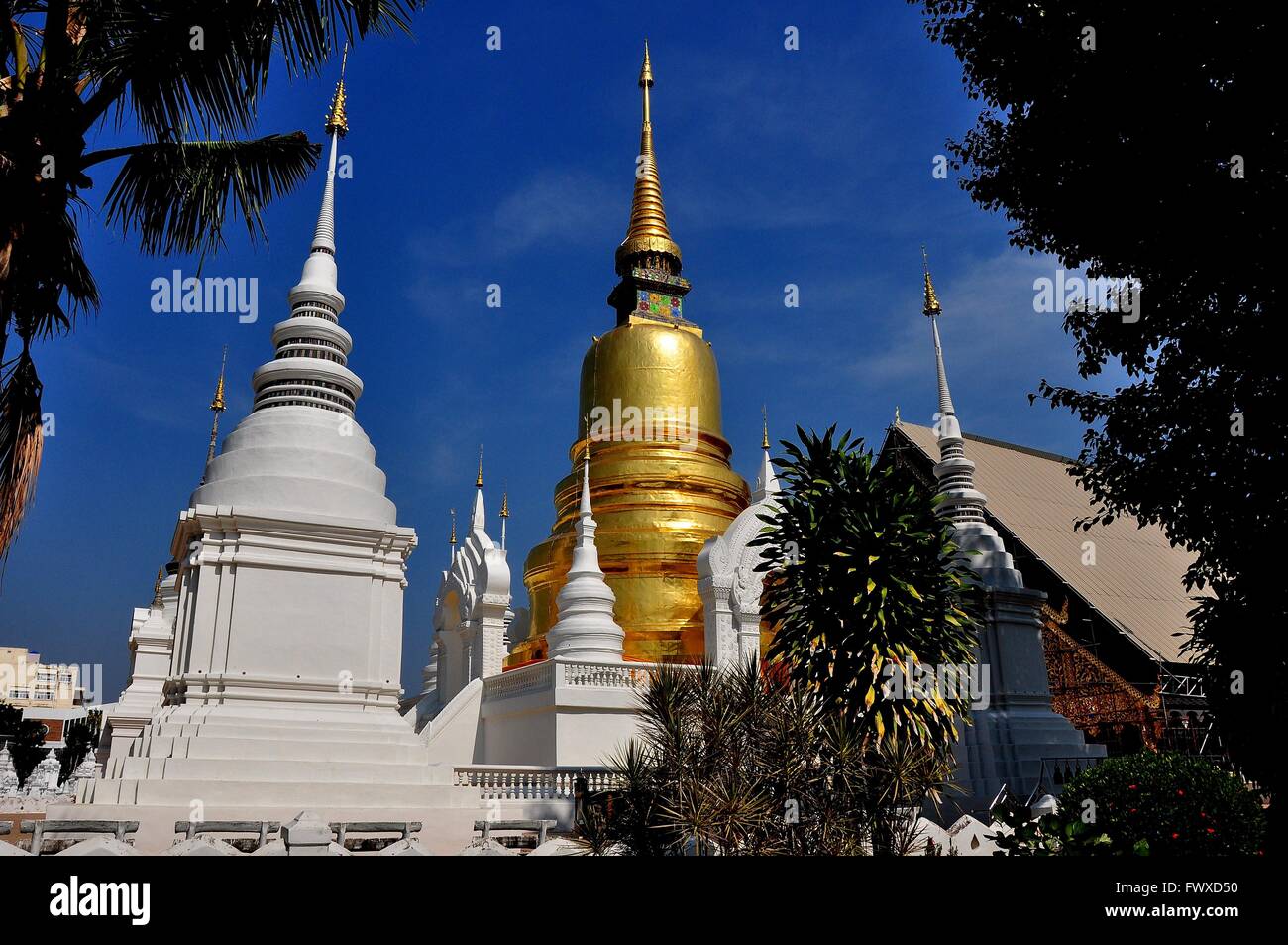 Chiang Mai, Thailand: Goldene Chedi erbaut im 14. Jahrhundert ist von kleineren weißen Chedis am Wat Suan Dok umgeben Stockfoto