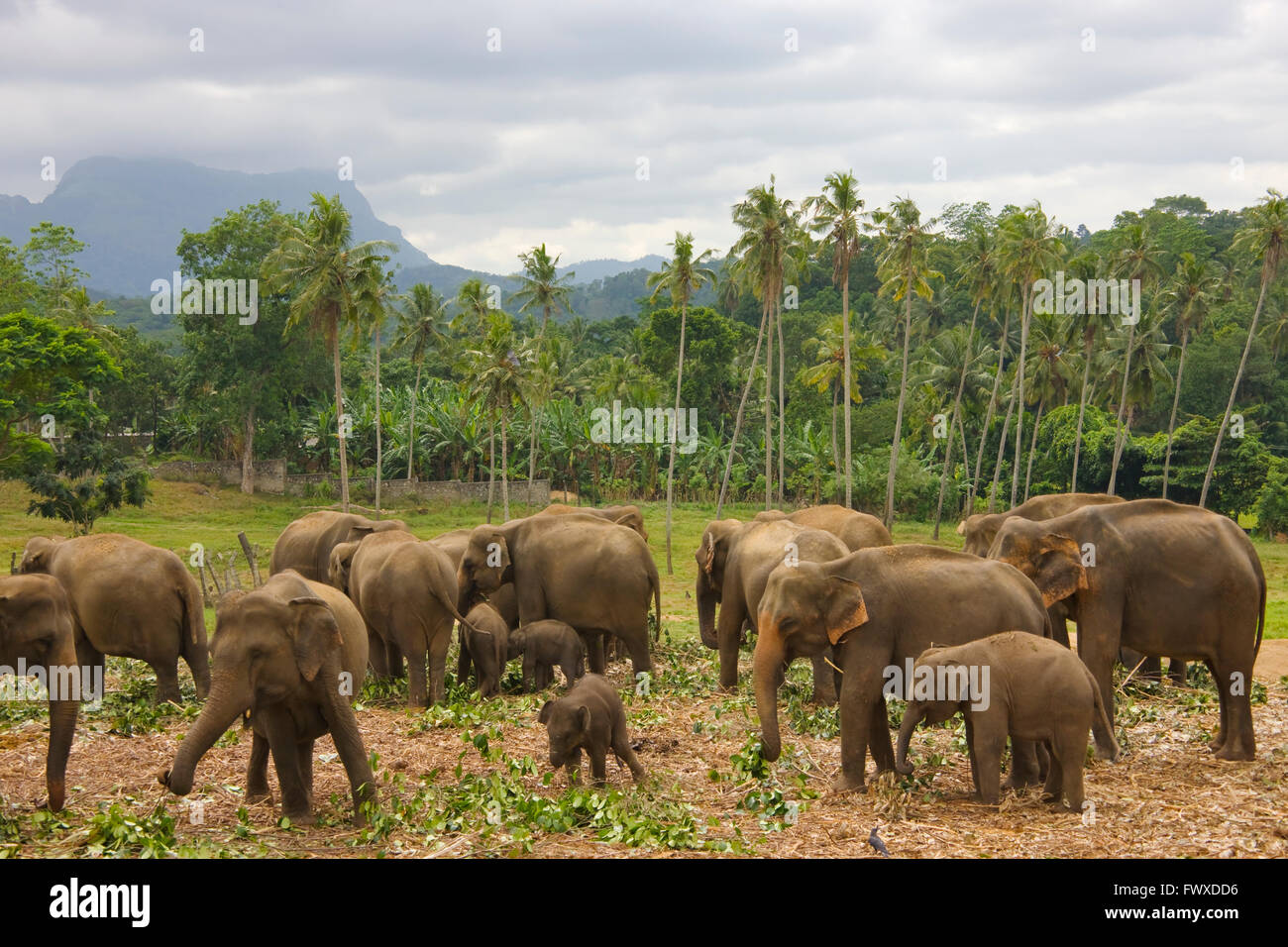 Elefanten, Eltern und Jungtiere in Pinnawela Elephant Orphanage, Sri Lanka Stockfoto