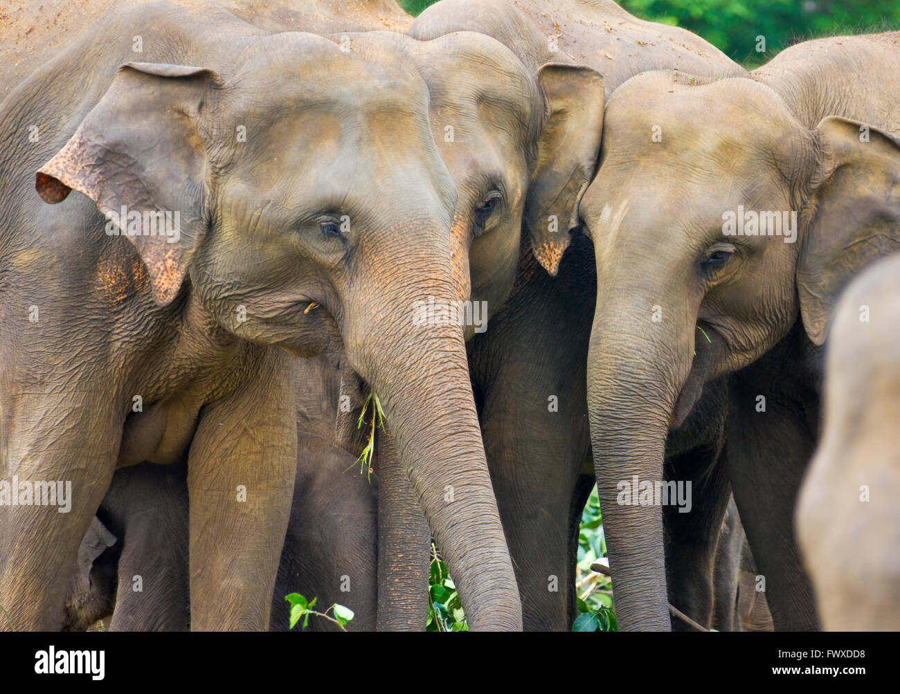 Elefanten in Pinnawela Elephant Orphanage, Sri Lanka Stockfoto