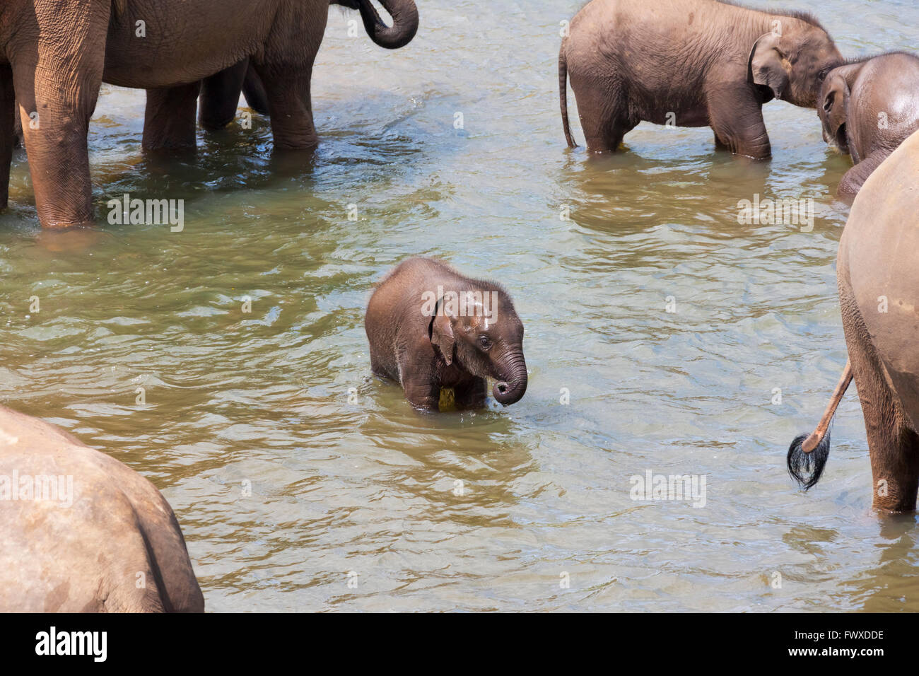 Elefanten, Eltern und Jungtiere Baden im Fluss, Pinnawela Elefantenwaisenhaus Sri Lanka Stockfoto