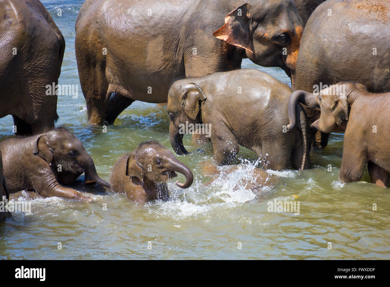 Elefanten, Eltern und Jungtiere Baden im Fluss, Pinnawela Elefantenwaisenhaus Sri Lanka Stockfoto