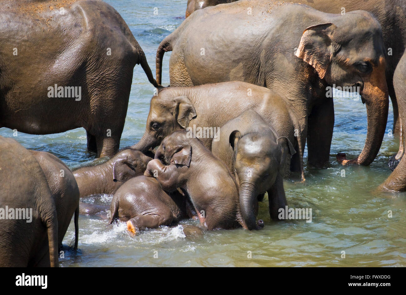 Elefanten, Eltern und Jungtiere Baden im Fluss, Pinnawela Elefantenwaisenhaus Sri Lanka Stockfoto