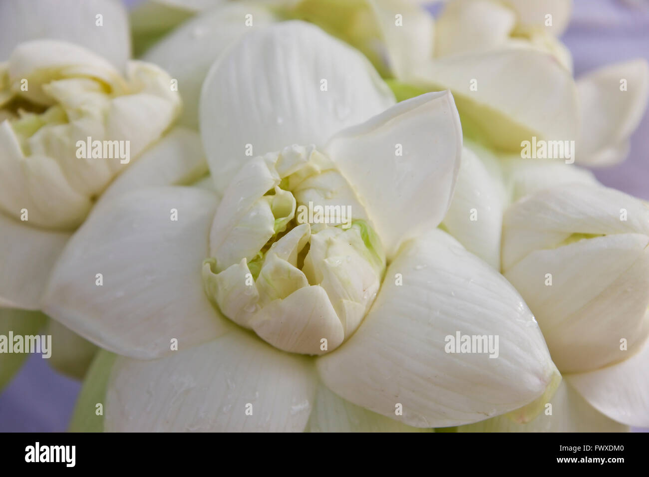 Weiße Lotusblüte, buddhistische Opfergaben, Sri Lanka Stockfoto