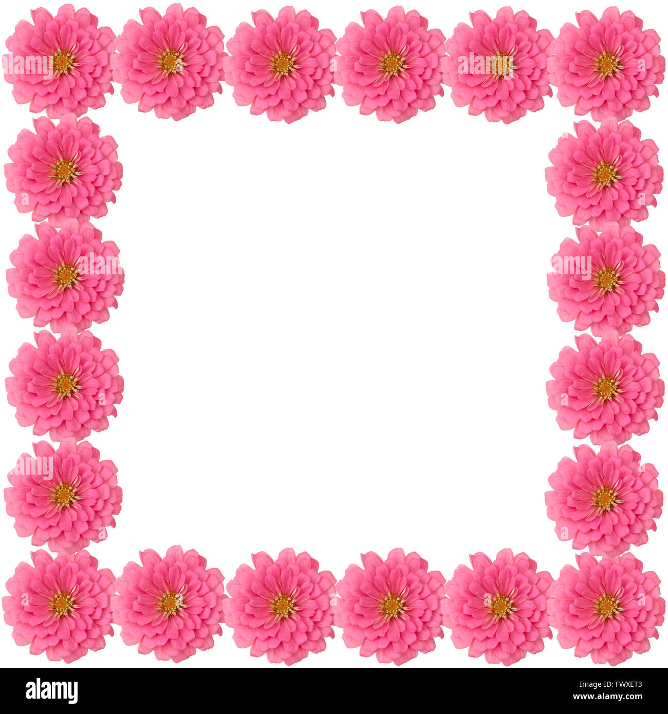 Zinnien Blumenrahmen isoliert auf weißem Hintergrund Stockfoto