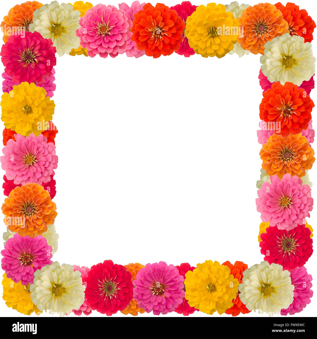 Zinnien Blumenrahmen isoliert auf weißem Hintergrund Stockfoto