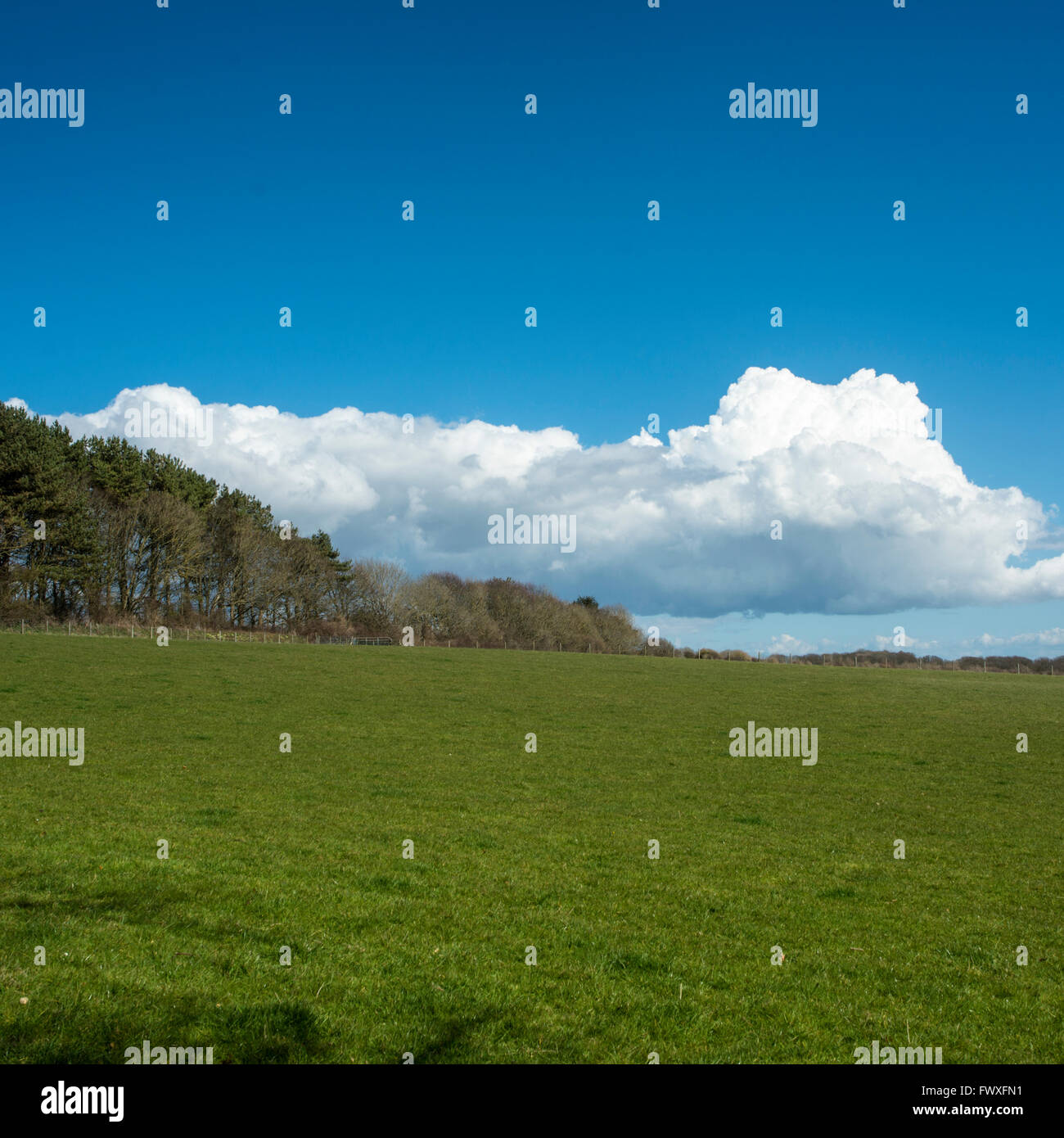 Ein von Bäumen gesäumten Feld an einem sonnigen Frühlingsmorgen. Stockfoto