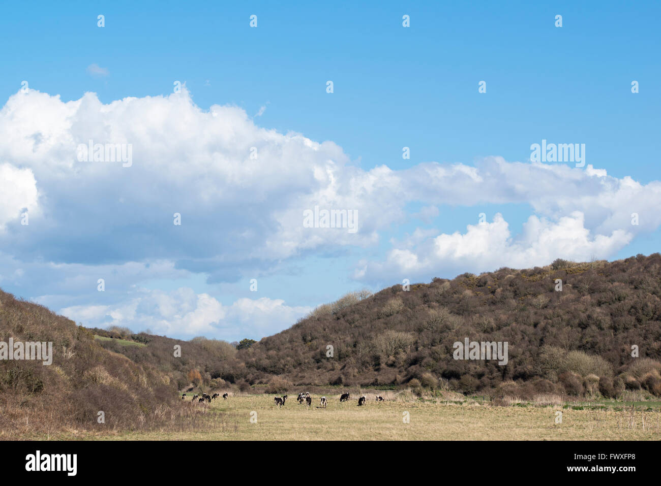 Grasende Kühe auf einem Feld in einem Tal an einem Sommertag auf der South Wales Erbe Coastal Path. Stockfoto