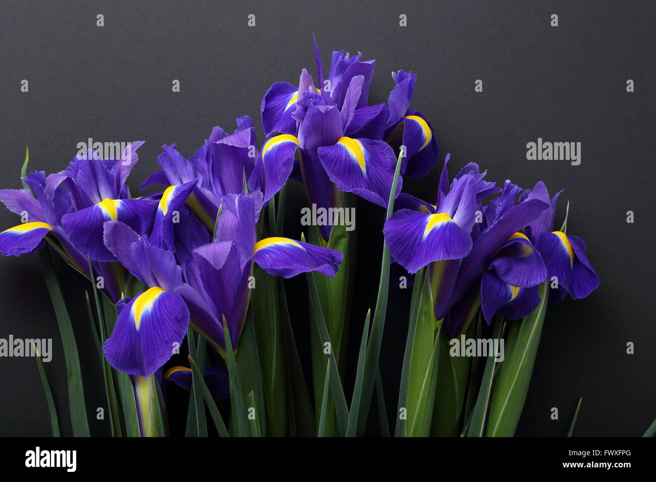 blaue Iris auf schwarzem Hintergrund, Blumen Stockfoto