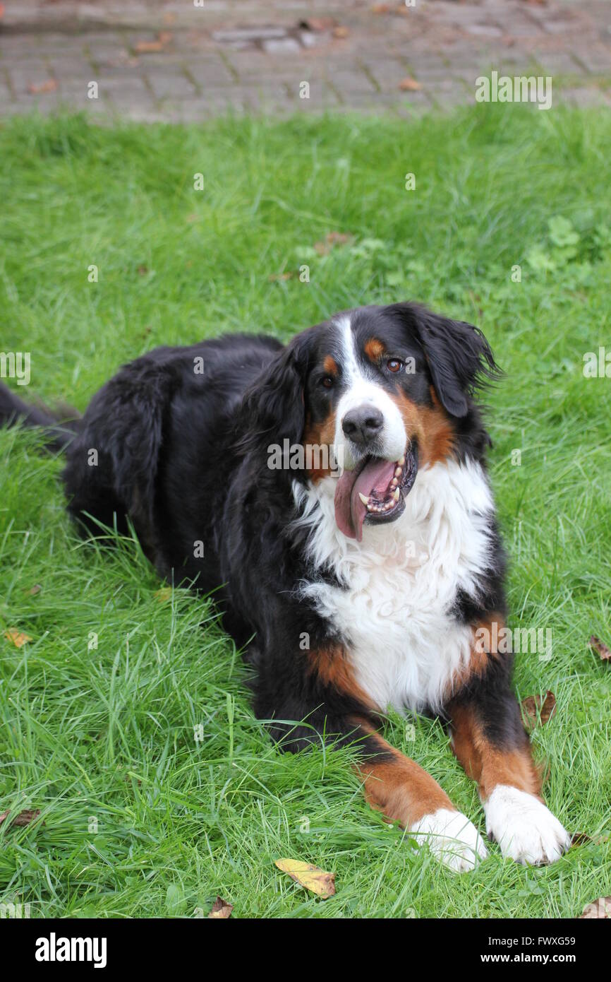 Berner Sennenhund auf dem Rasen sitzen und schauen aufmerksam. Stockfoto