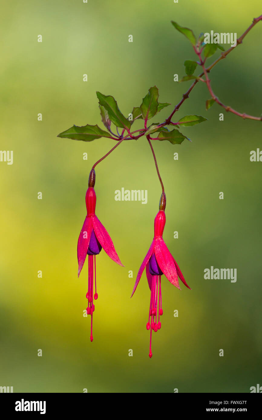 Zwei rote Blüten Fuchsia auf einfarbigen Hintergrund Stockfoto