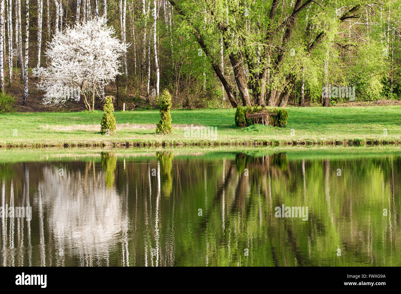 Frühlingslandschaft mit Spiegelbild im See Brich Wald, botanischen park Stockfoto
