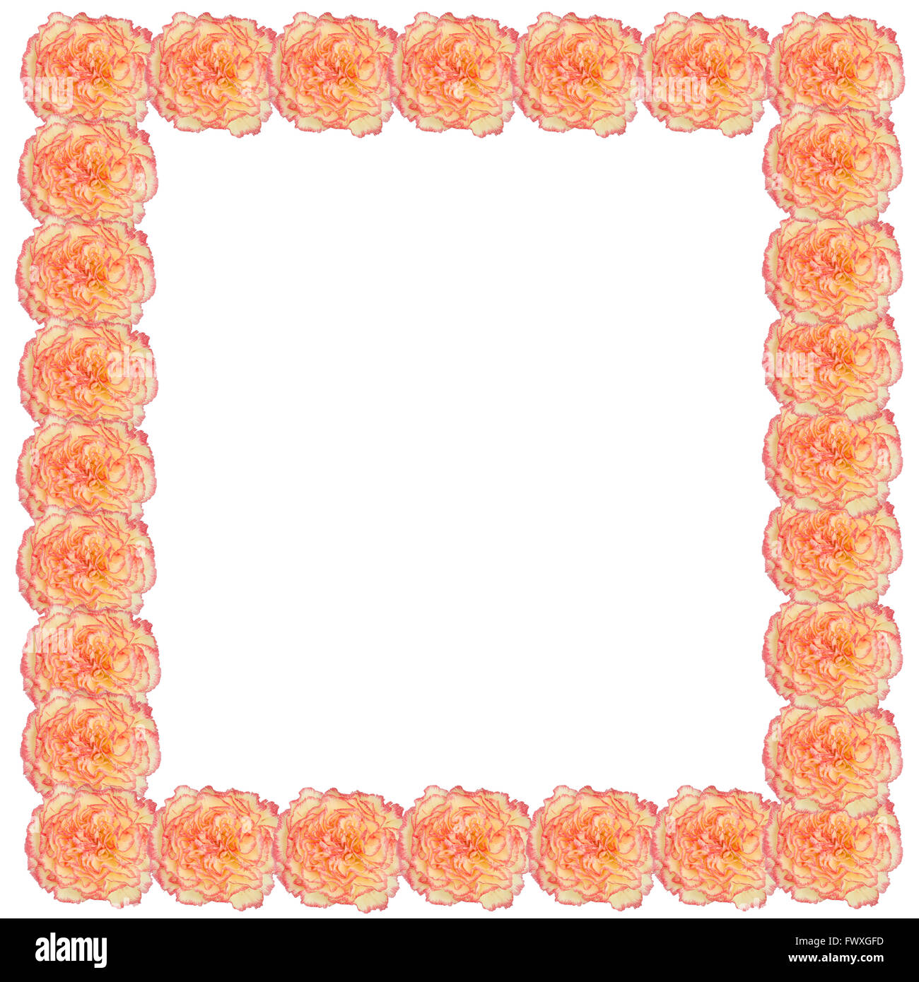 Rahmen der Nelke Blume isoliert auf weißem Hintergrund Stockfoto