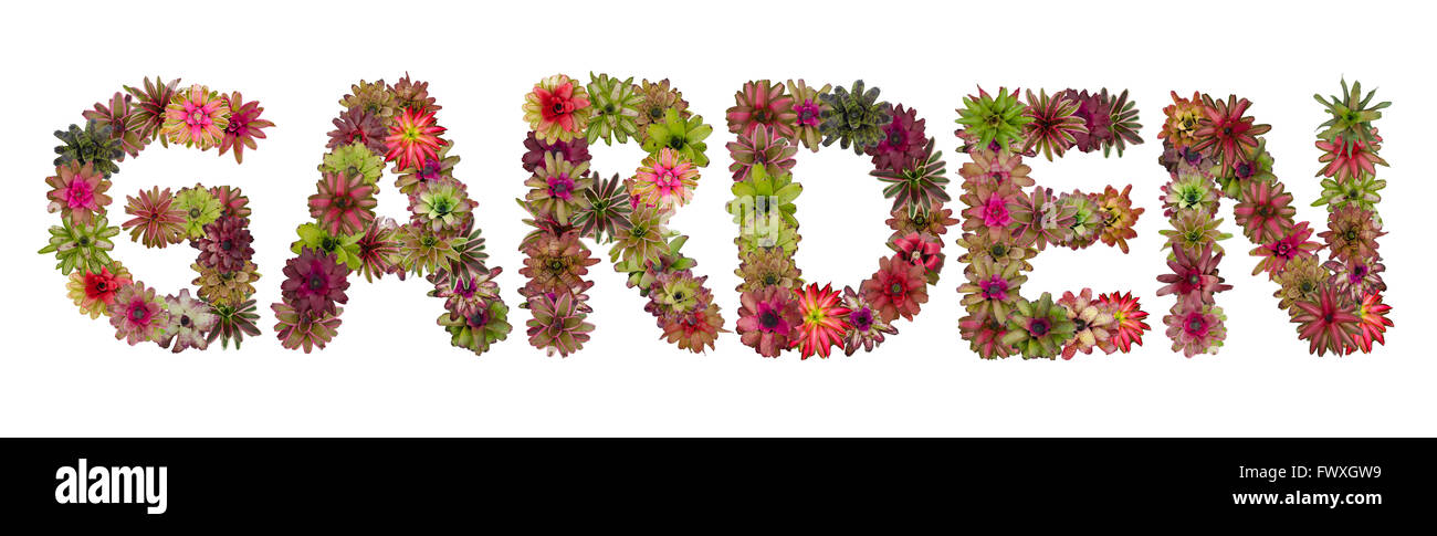 Garten Großbuchstaben aus Bromelie Blume Alphabet isoliert auf weißem Hintergrund Stockfoto