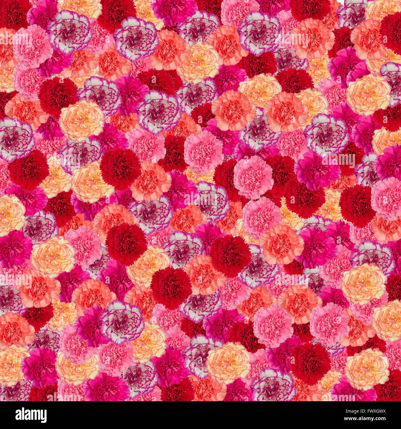 Nelke Blumen Hintergrund Stockfoto