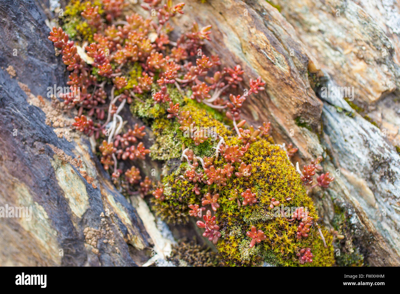 Kleine Sukkulenten Pflanzen und Moos auf den Felsen in den Bergen in Südtirol Stockfoto