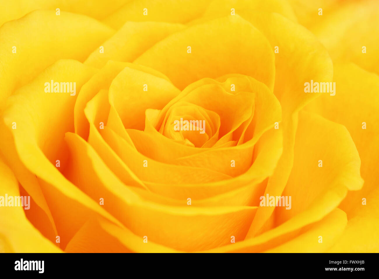 einzelne gelbe rose Blume Hintergrund, Nahaufnahme Stockfoto