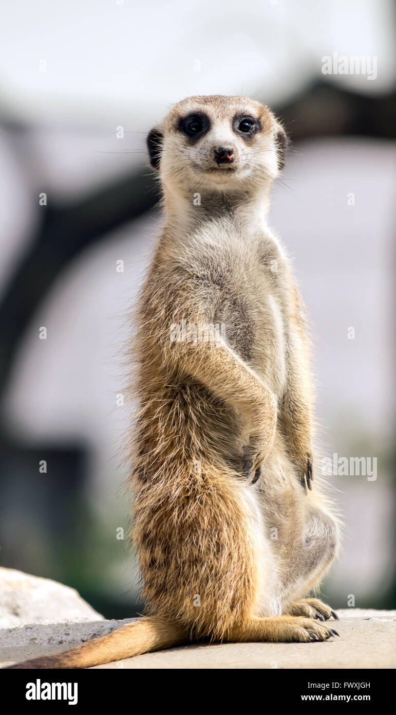 Erdmännchen, portrait Stockfoto