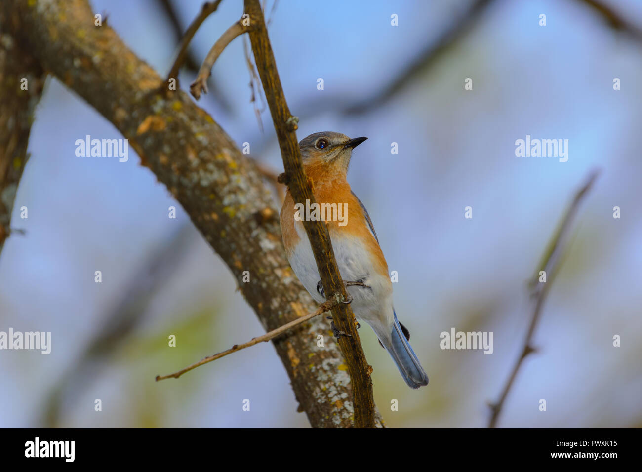 Nördlichen Bluebird thront auf Ast, drehte sich um und suchen auf der rechten Seite, unscharf blauer Himmelshintergrund Stockfoto