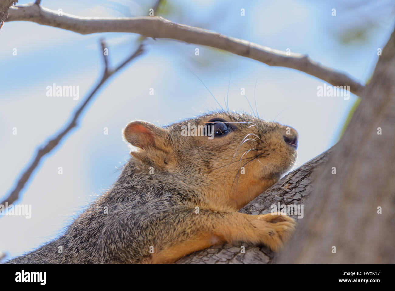 Eichhörnchen geklammert, Ast - Closeup, helle Augen, die auf der Suche nach oben blau Himmel Hintergrund Stockfoto