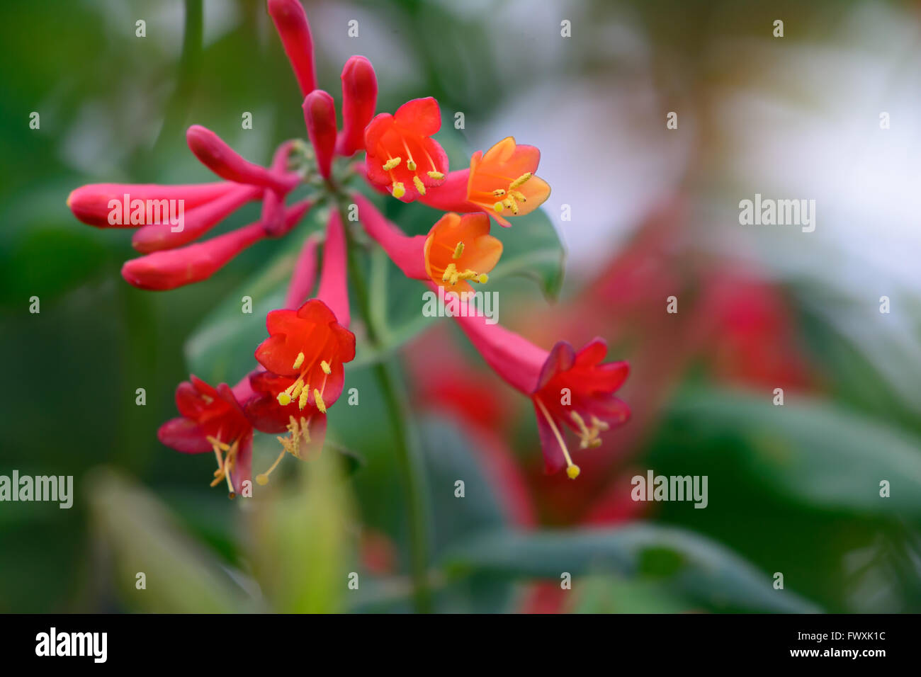 Rot Orange Wildblumen auf grüne Ranke Hummingbird Lebensmittel selektiven Fokus Stockfoto