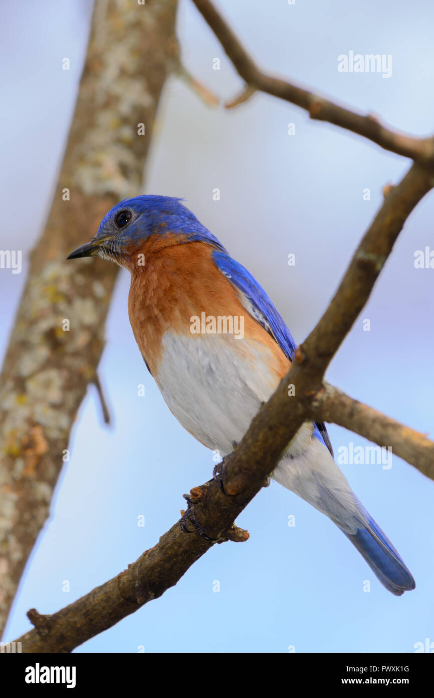 Sehr Bright Young nördlichen Bluebird thront auf einem Ast bunt mit blauem Himmelshintergrund Stockfoto