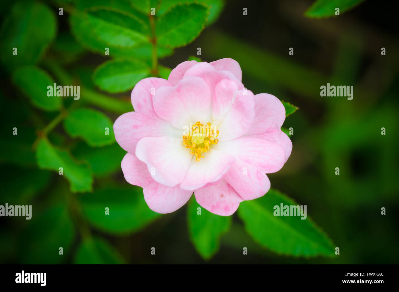 Schöne rosa Fee Rose mit grünem Hintergrund Stockfoto