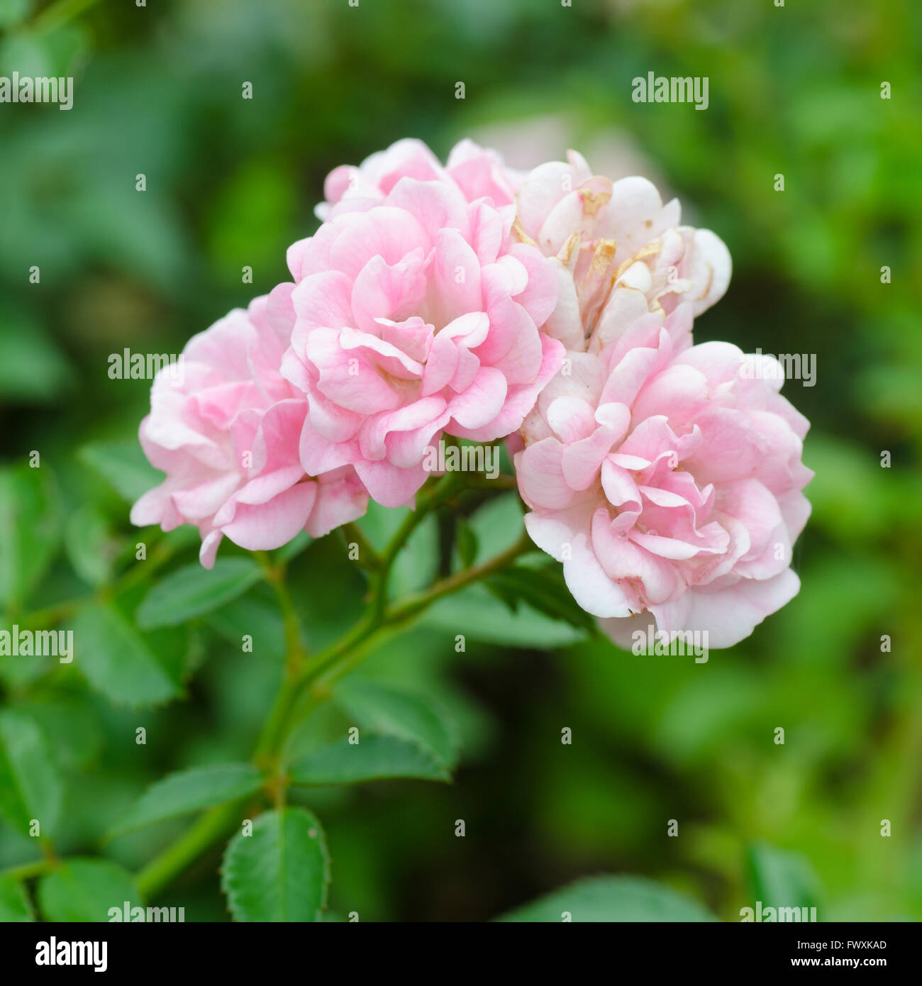 Schöne rosa Fee Rose mit grünem Hintergrund Stockfoto