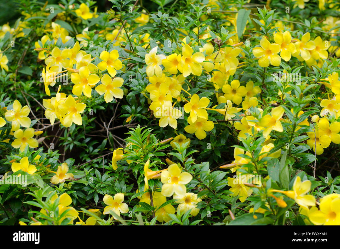 Goldene Trompete blühen im Garten Stockfoto