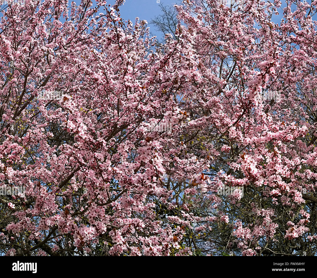 Nahtlose horizontale HD Hintergrund, schönen hellen Kirschblüten gegen blauen Himmel im Frühling Stockfoto