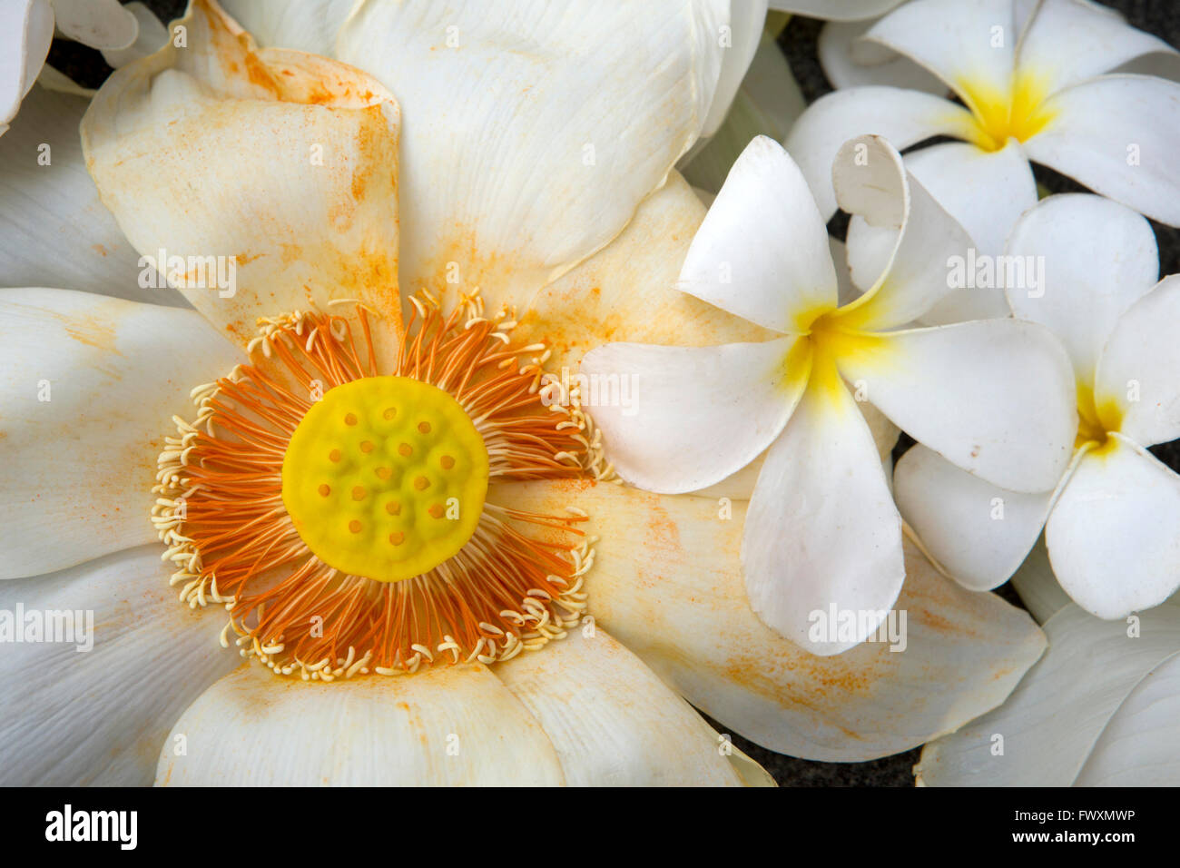 Sri Lanka, Polonnaruwa, Gal Vihara, Lotus-Blume-Angebot, Saatgut Kopf, Stamen, Pollen auf Blütenblätter Stockfoto