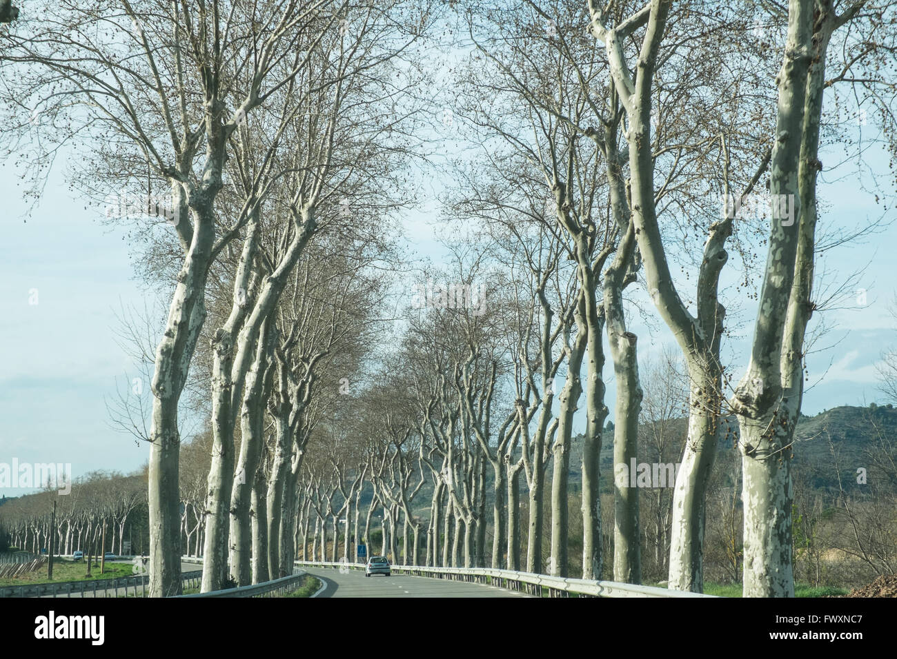 Platanen säumen die Straße, die D118 zwischen Limoux und Couiza in Aude, Südfrankreich, Frankreich, Europa. Stockfoto