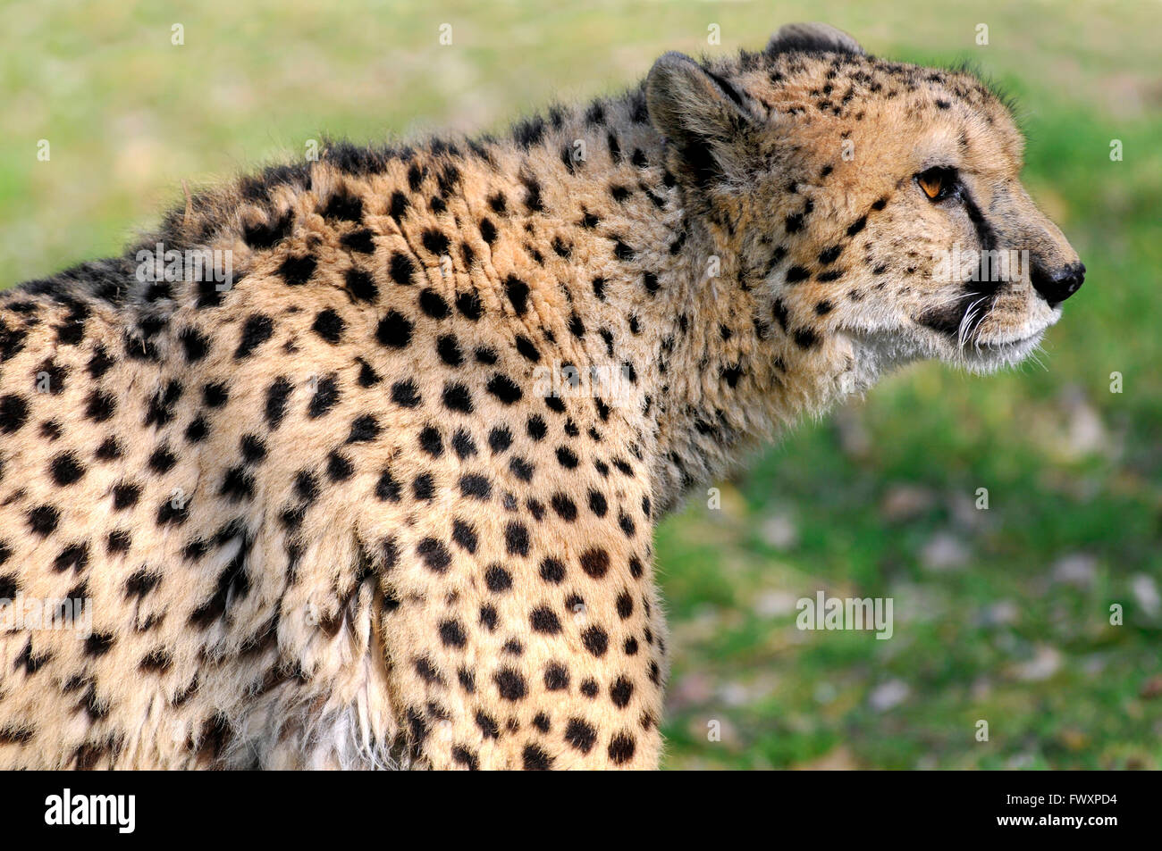 Profilbildnis von afrikanischen Cheetah (Acinonyx Jubatus) Stockfoto