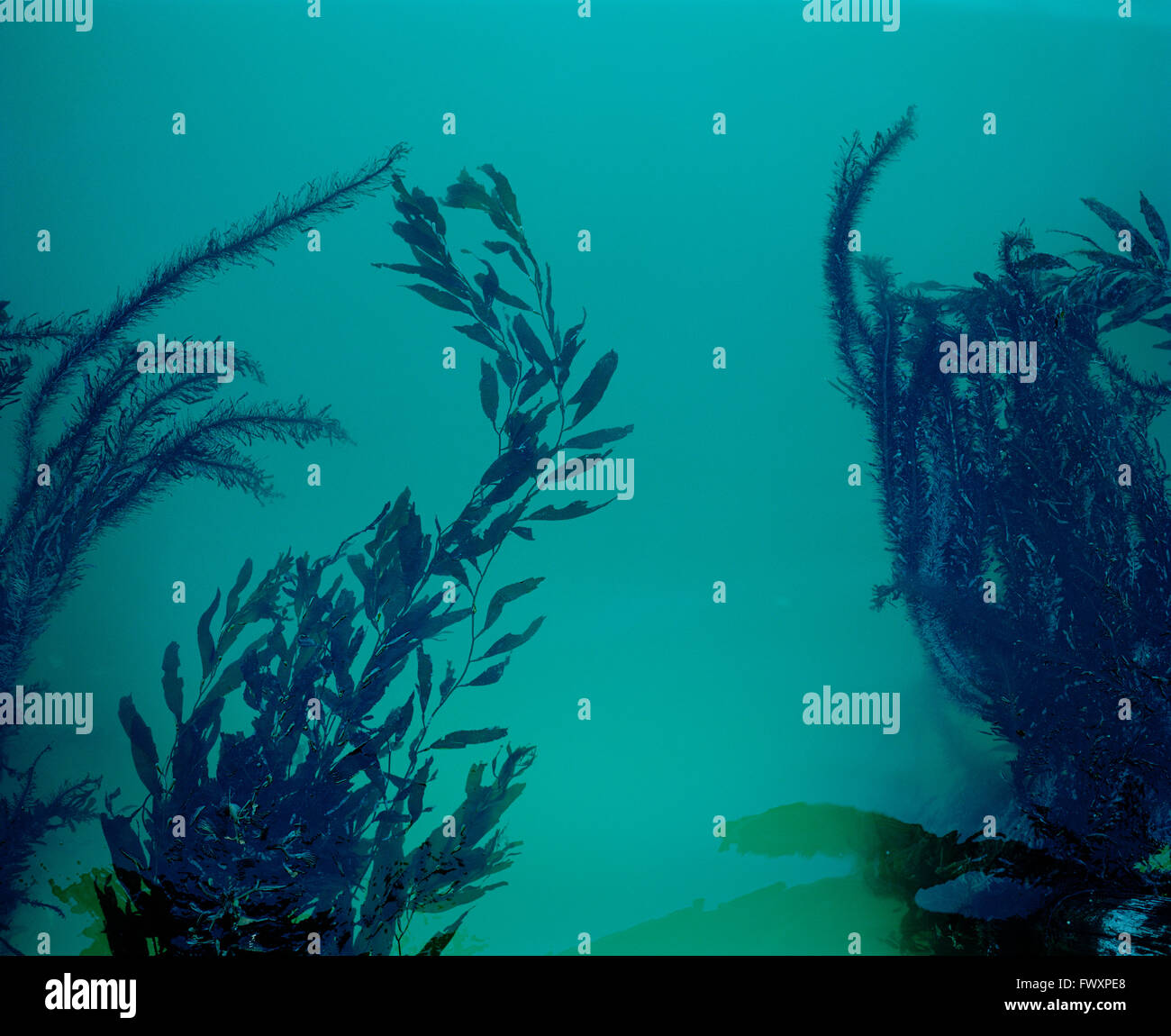 Algen Unter Wasser Stockfotos Und Bilder Kaufen Alamy