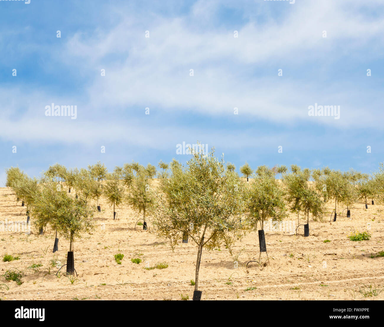 Junge Olive Plantage in Andalusien, Spanien Stockfoto
