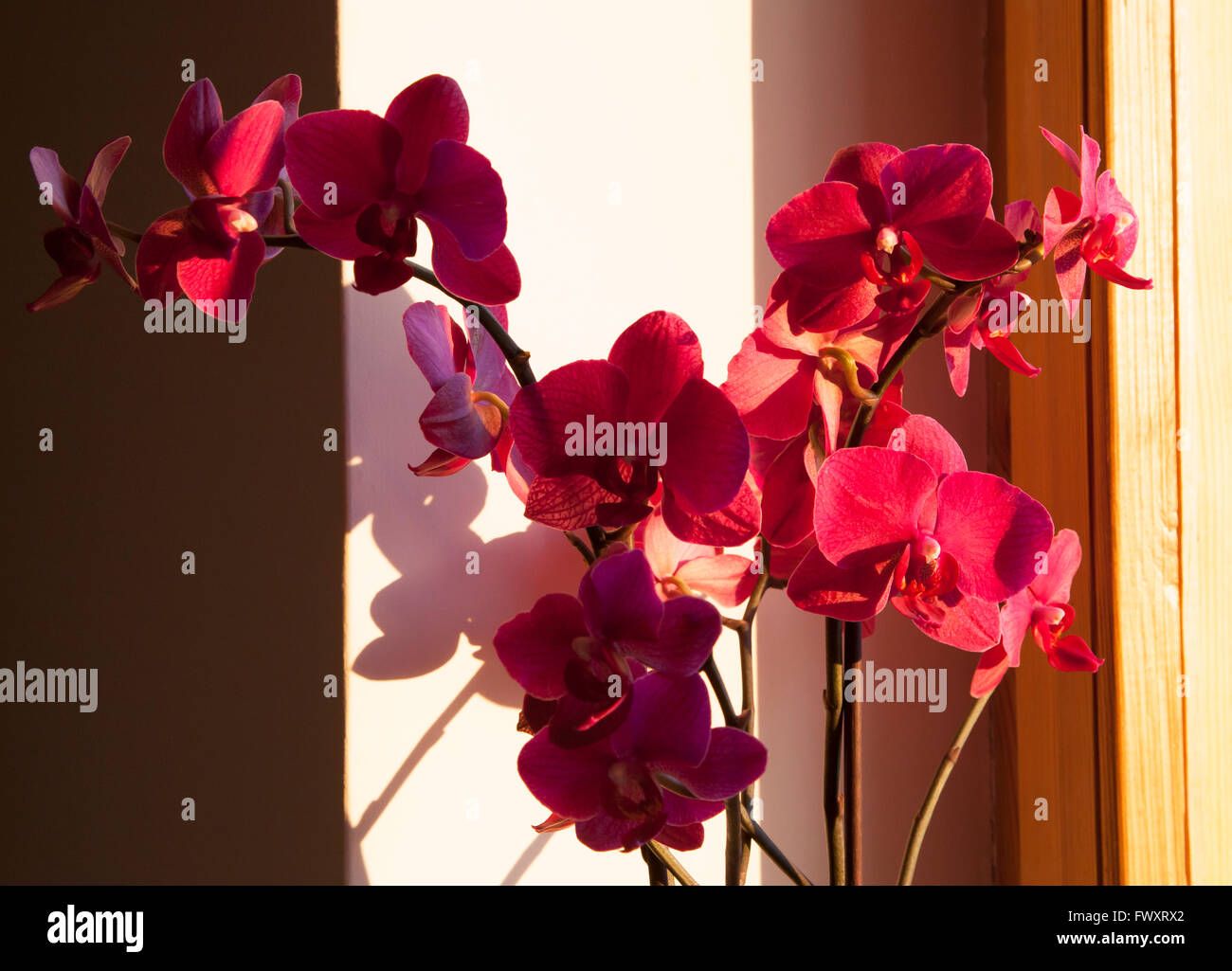 Rote Farbe Blumen am Fenster im Abendlicht. Stockfoto