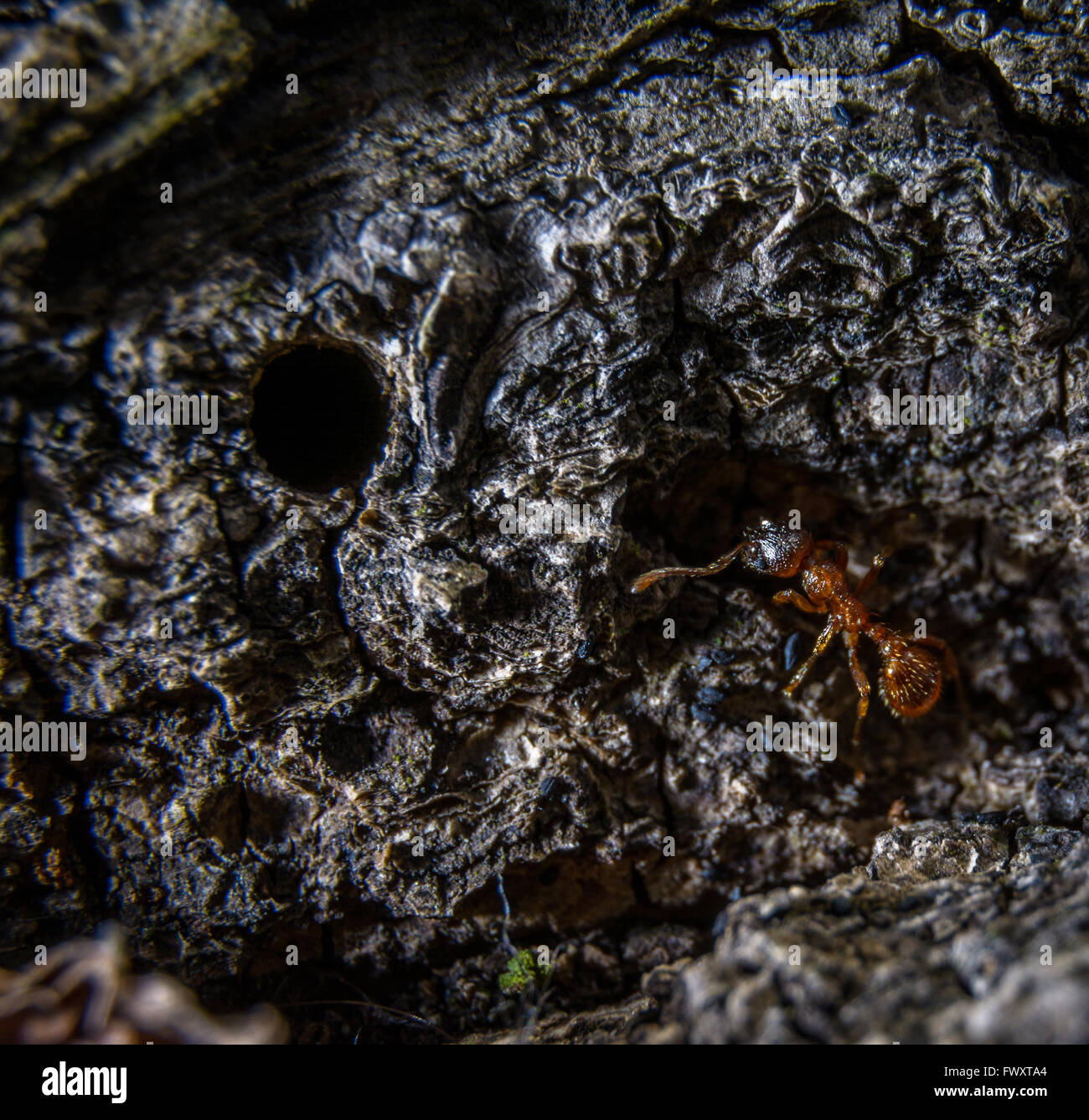 Kleine braune Ameise zu Fuß auf trockenes Holz Makro-Fotografie Stockfoto