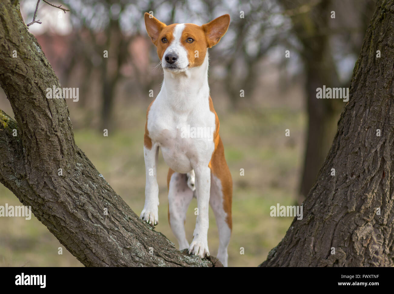 Basenji Hunde stehen auf einem Ast und denken - der Hund ist Familie Führer kein Mensch Stockfoto