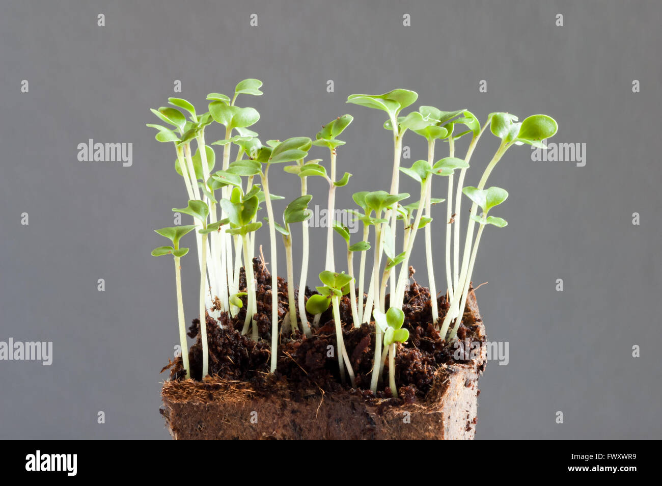 Sprossen von Brokkoli, Brassica Oleracea, Sämlinge eine Woche nach der Aussaat der Samen im Boden Stockfoto
