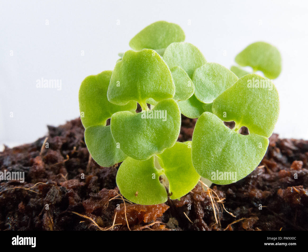 Sprossen des Basilikums, Ocimum Basilicum, Sämlinge zwei Wochen nach der Aussaat der Samen im Boden Stockfoto