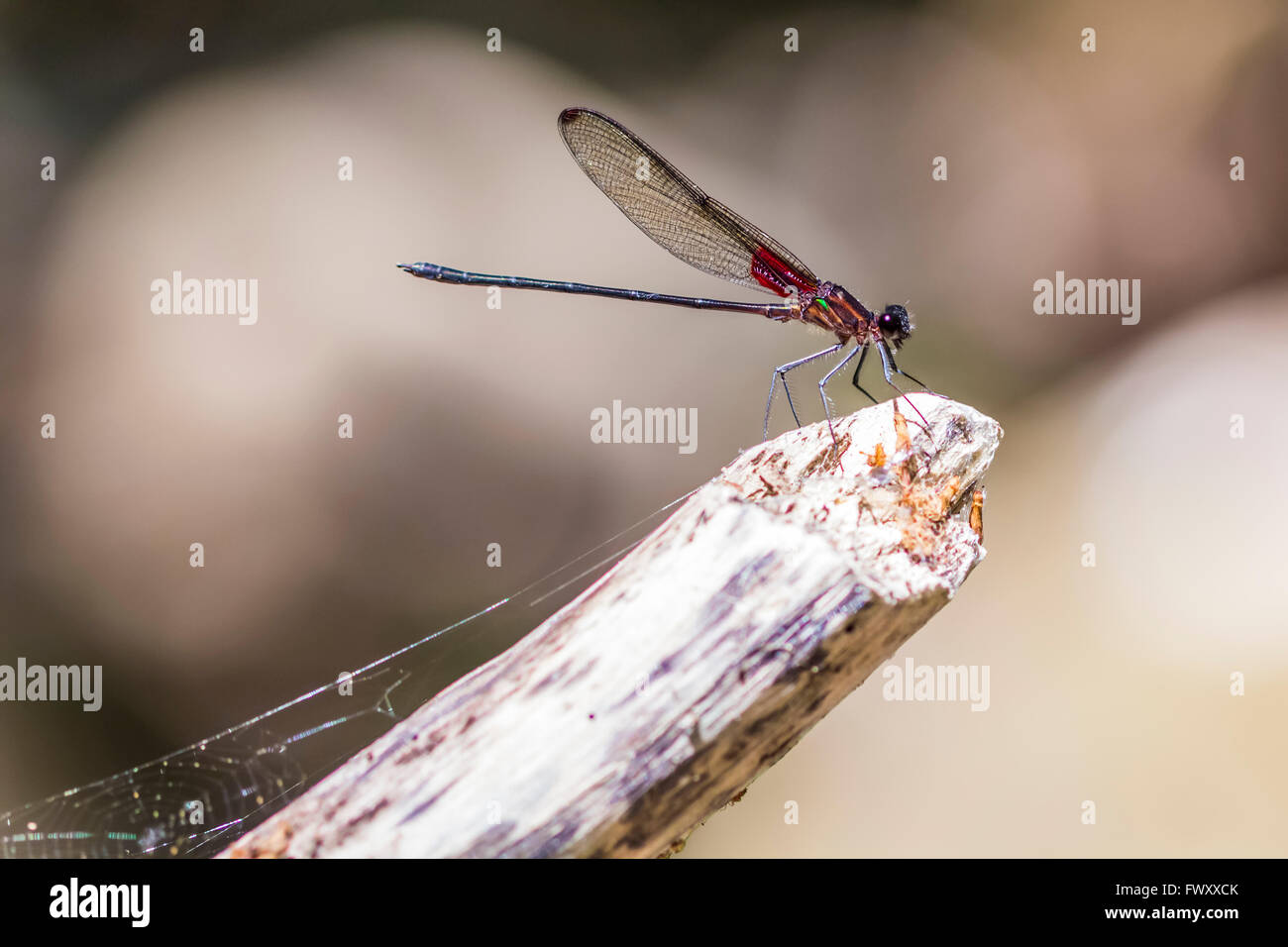 Nahaufnahme einer rote Libelle ruht auf einem Zweig Stockfoto