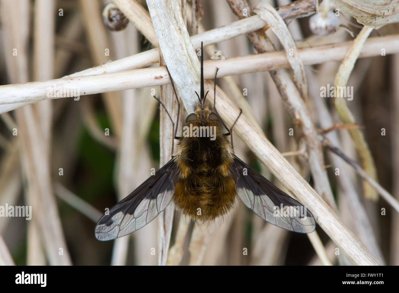 Dunkel umrandete Bee Fly (Bombylius großen). Biene-Mimik in der Familie Bombylidae, mit sehr langen Rüssel und dunkle Flecken auf den Flügeln Stockfoto
