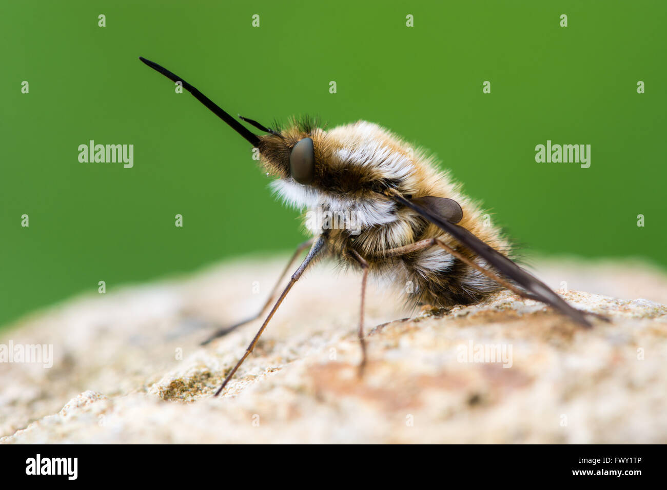 Dunkel umrandete Bee Fly (Bombylius großen). Biene-Mimik in der Familie Bombylidae, mit sehr langen Rüssel und dunkle Flecken auf den Flügeln Stockfoto