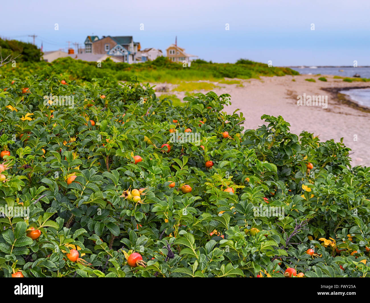 Rosa Rugosa, gemeinhin als Beach Rose Salsalspray Rose bezeichnet, auch Meertomaten oder Strandtomaten für ihre orangefarbenen Rosenhüften, die hier auf Narragansett Rhode Island zu sehen sind Stockfoto