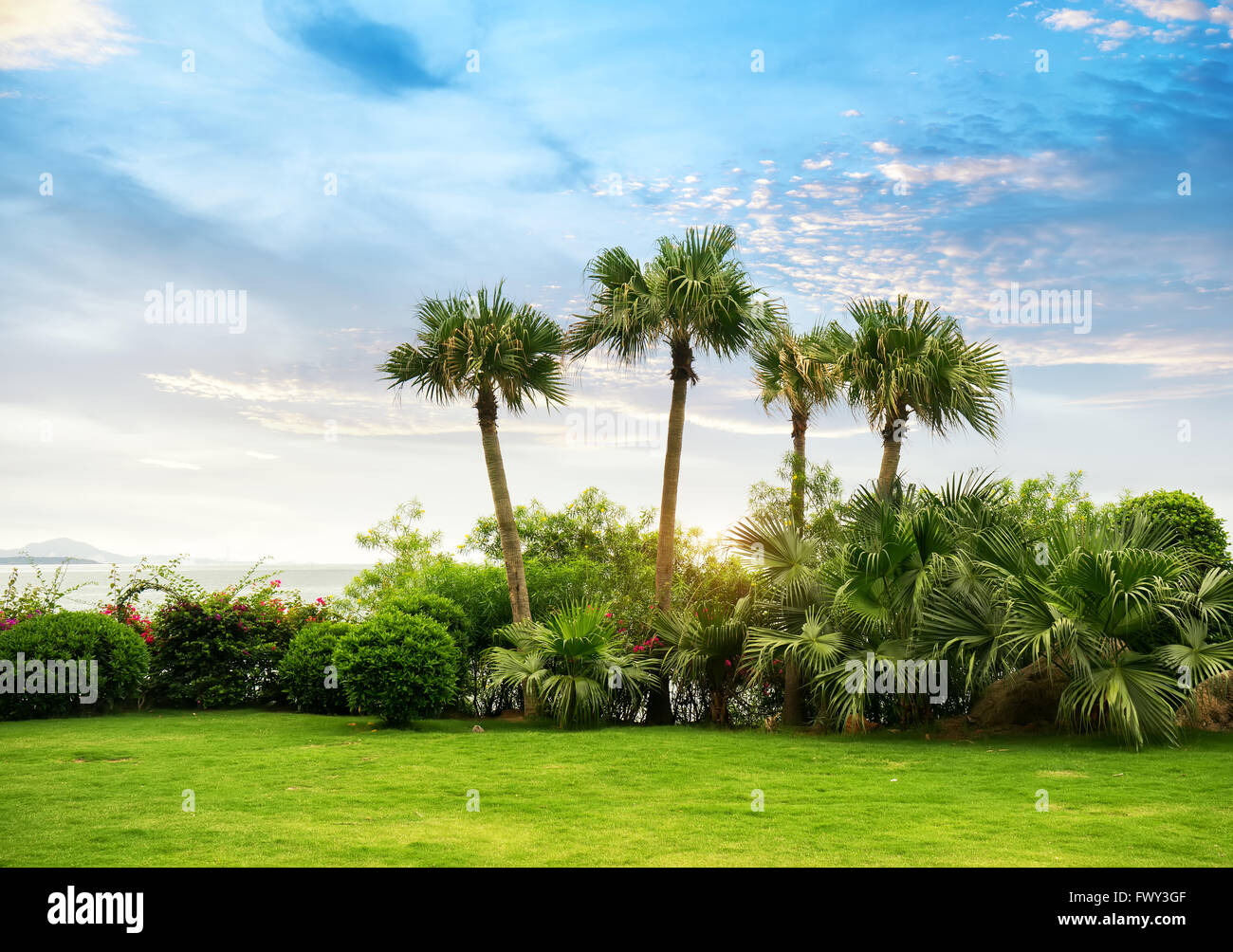 Palm Tree Silhouette auf Paradies-Sonnenuntergang am Strand Stockfoto